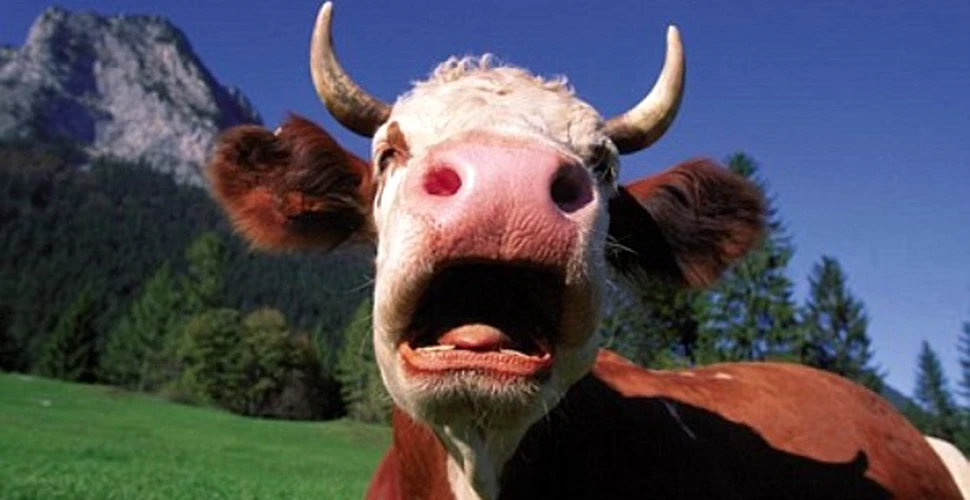 Vacile si masinile raman responsabile de efectul de sera