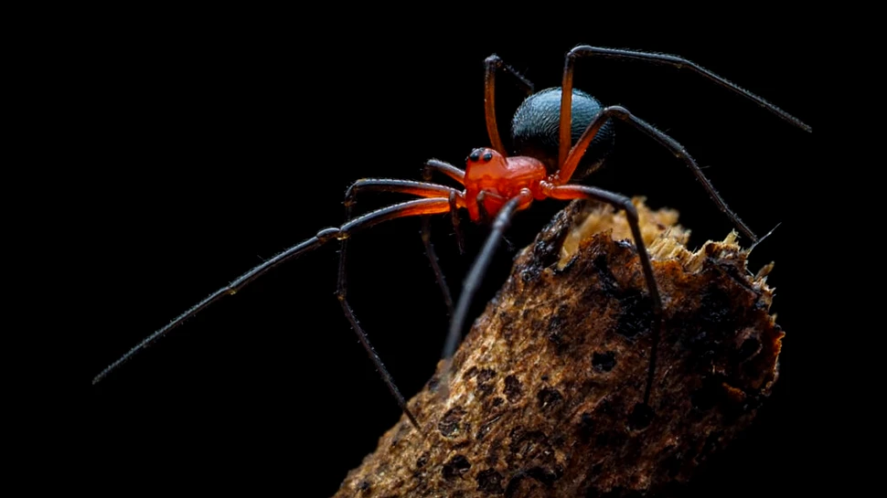 Noi specii de păianjeni au fost descoperite în peșterile din Israel