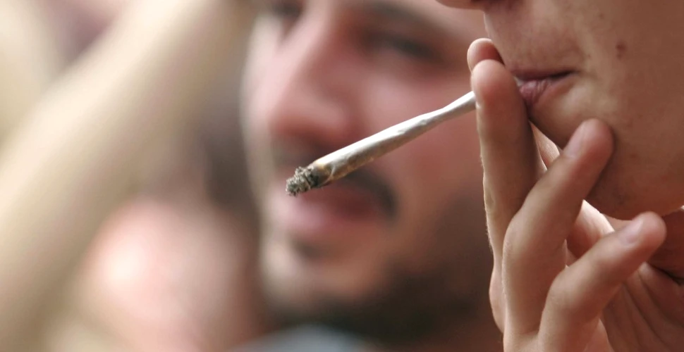 Marijuana ar putea înlocui un număr de 5 medicamente – studiu