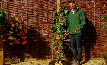 Britanicii au dezvăluit cea mai nouă plantă din lume: cartoforoşia, ce produce şi roşii, şi cartofi! (VIDEO)