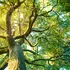 Plantele terestre au sprijinit fotosinteza globală între 2003 și 2021, compensând parțial scăderea din oceane