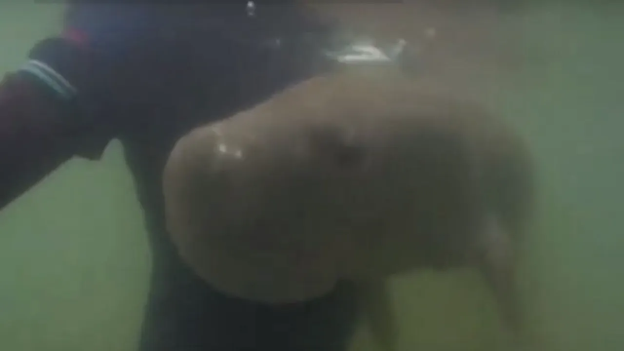 1-pui-de-dugong-youtube-descopera 
