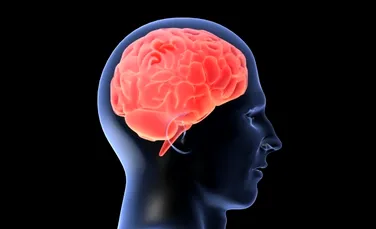 Micşorarea creierului odată cu vârsta li se întâmplă numai oamenilor