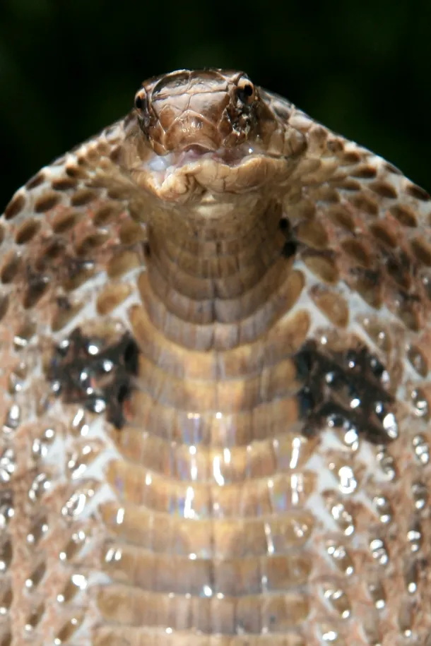 Cobra este cel mai căutat şarpe indian de către îmblânzitori