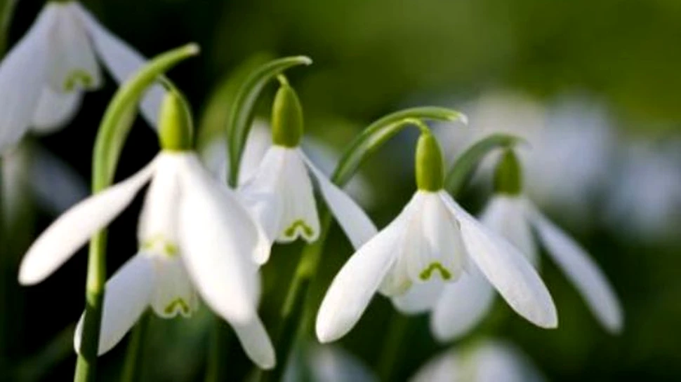 Una din cinci plante ale lumii este pe cale de disparitie