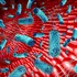 Microbii intestinali pot influența riscul și gravitatea unui atac cerebral