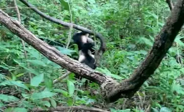 Momentul în care maimuțele capucin fac echipă pentru a salva un camarad mai tânăr din strânsoarea unui șarpe boa