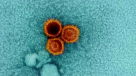Virusul care infectează 95% din populația Pământului. Cercetătorii i-au găsit punctele slabe