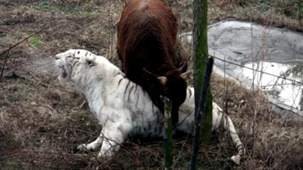 Tigru VS taur – surpriza de proportii