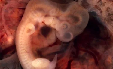 Descoperire istorică despre evoluţia embrionului uman. Este ”cheia de pornire”