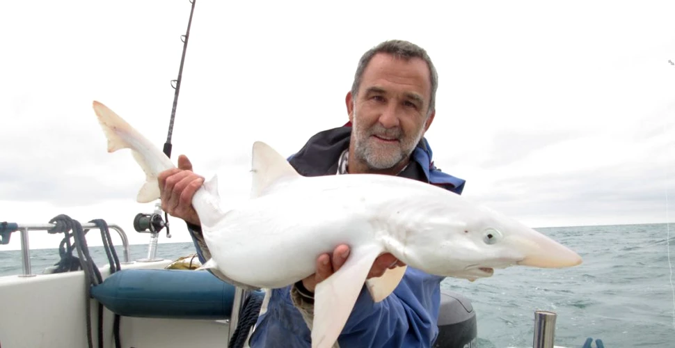 Captură unică în Regatul Unit. Un bărbat a pescuit un rechin albinos