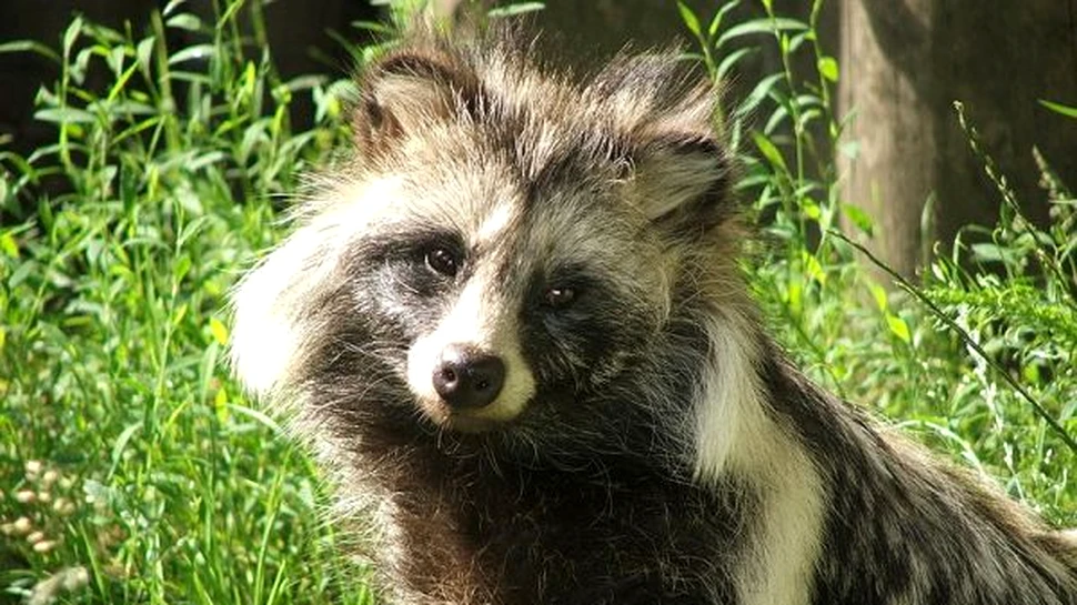 Suedia – invadată de carnivore sălbatice