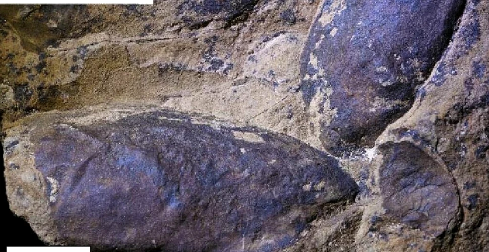 Artropode de doi metri dominau mările în urmă cu 470 de milioane de ani, dezvăluie fosilele dintr-un important sit geologic