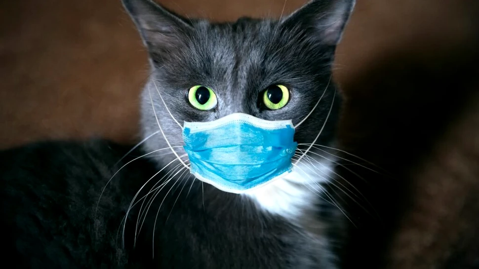 Prima țară care anunță „un număr mare” de cazuri de gripă aviară la pisici