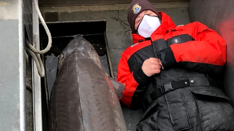 „Monstrul de pe râu”. Un sturion de peste 100 de ani a fost prins