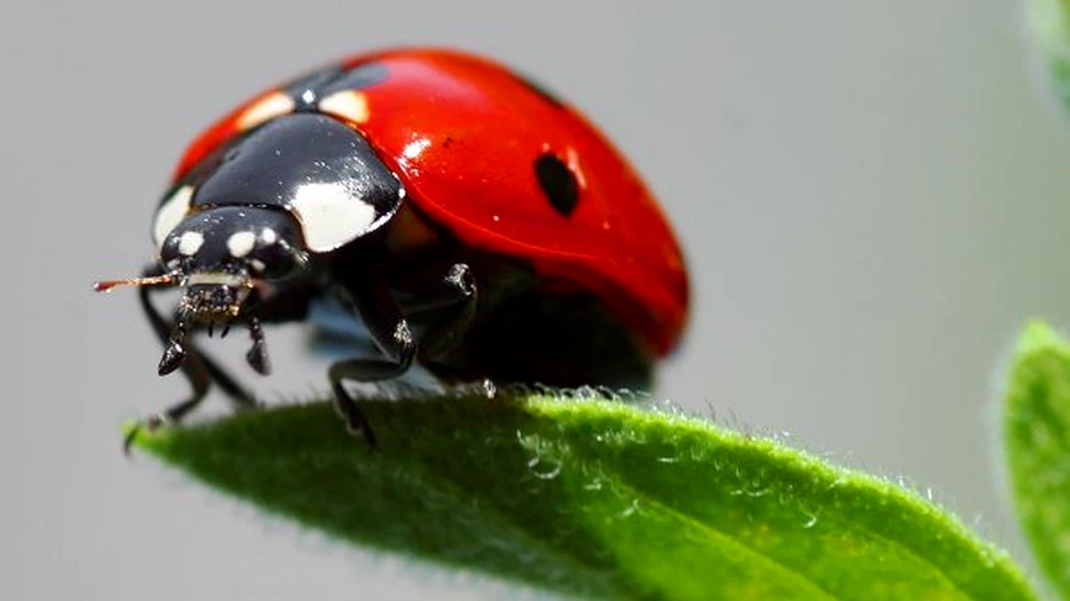 Inapoi la natura: buburuze in loc de pesticide