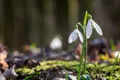 Cum va fi vremea în martie? Meteorologii anunță o primăvară cum n-a mai fost