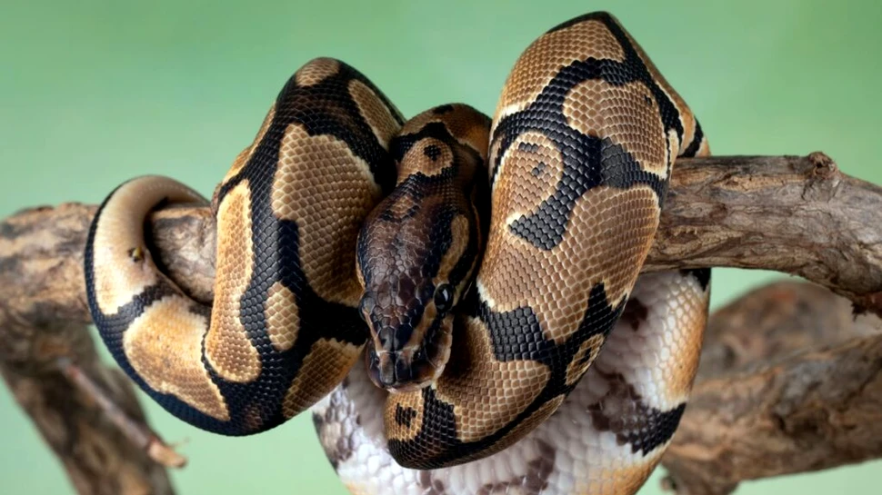 Reptilele „urinează” cristale, iar cercetătorii au vrut să afle din ce sunt compuse