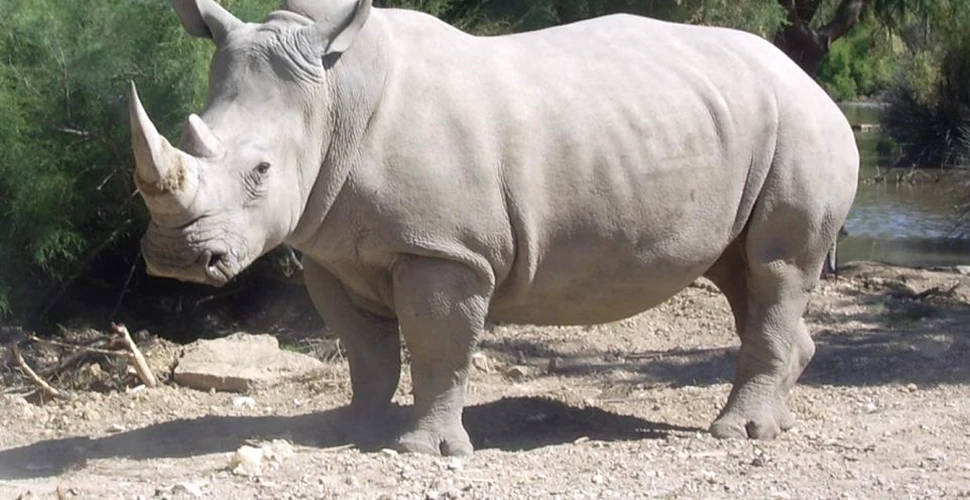 Un rinocer alb dintr-o grădină zoologică din Franţa a fost împuşcat de către braconieri, care i-au furat cornul