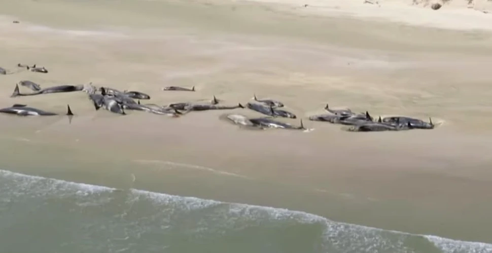 Un grup de 145 de balene a eşuat pe o plajă din Noua Zeelandă