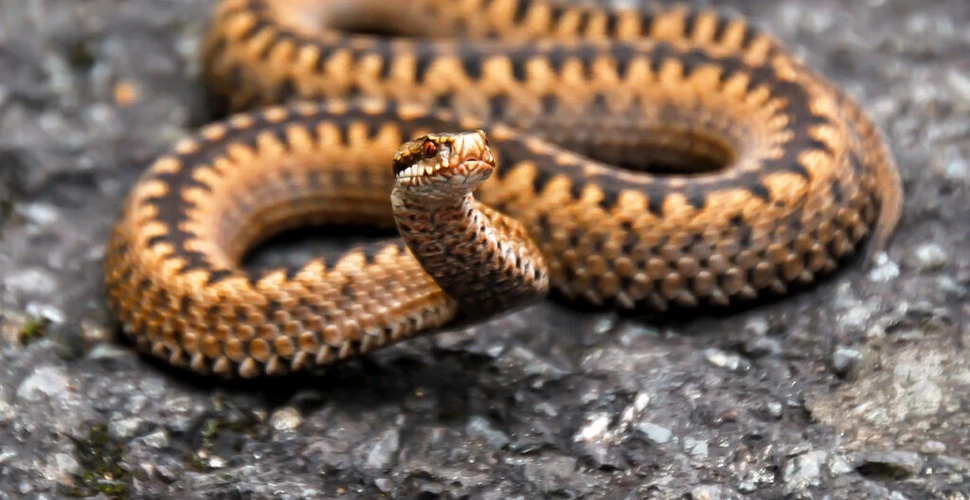 Veninul de șarpe ar putea salva vieți și vindeca răni. Ce au realizat oamenii de știință?