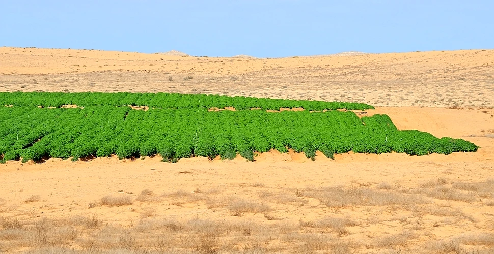 Kibbutz-ul: secretul eficienţei agriculturii israeliene