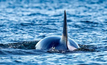 Un nou studiu schimbă tot ce știam despre disparițiile misterioase ale marilor rechini albi