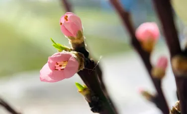 Echinocțiul de primăvară 2026: când este prima zi de primăvară?