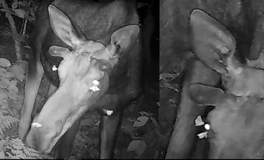 Raritate: au fost filmate molii hrănindu-se cu lacrimi de elan