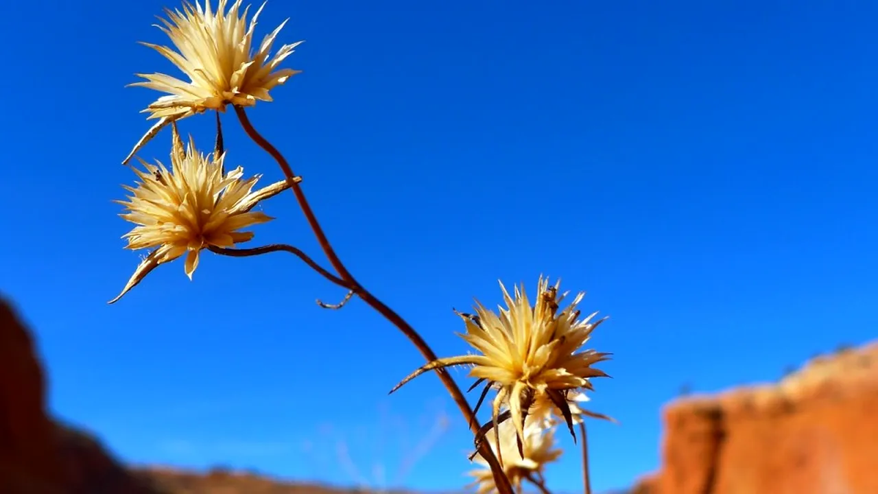 1-desert-82403-1280 