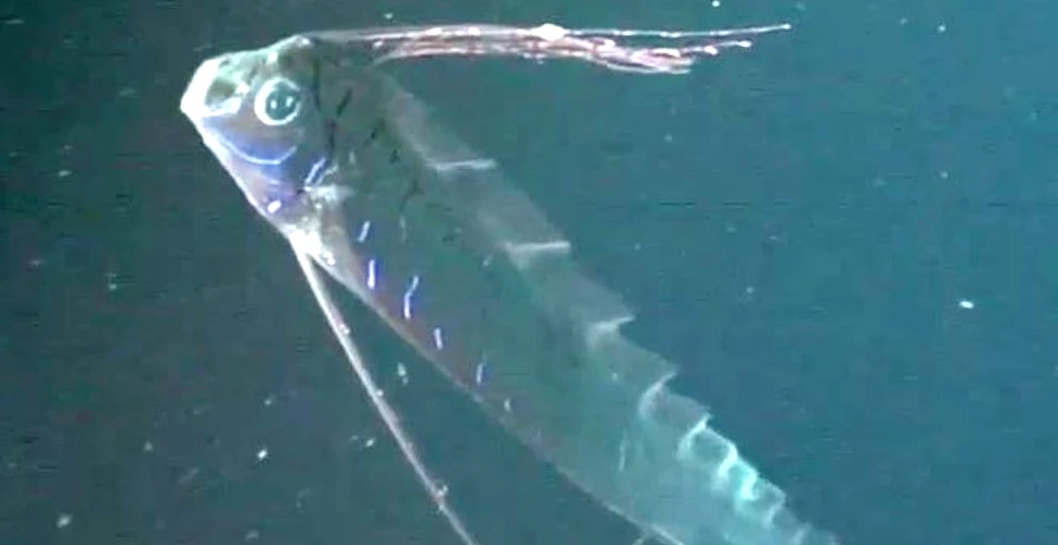 Să fie acesta legendarul „şarpe de mare”? Un animal marin ciudat a fost filmat la o adâncime de peste 100 metri (VIDEO)