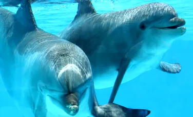 Cum au salvat delfinii viaţa unei tinere? O poveste emoţionantă