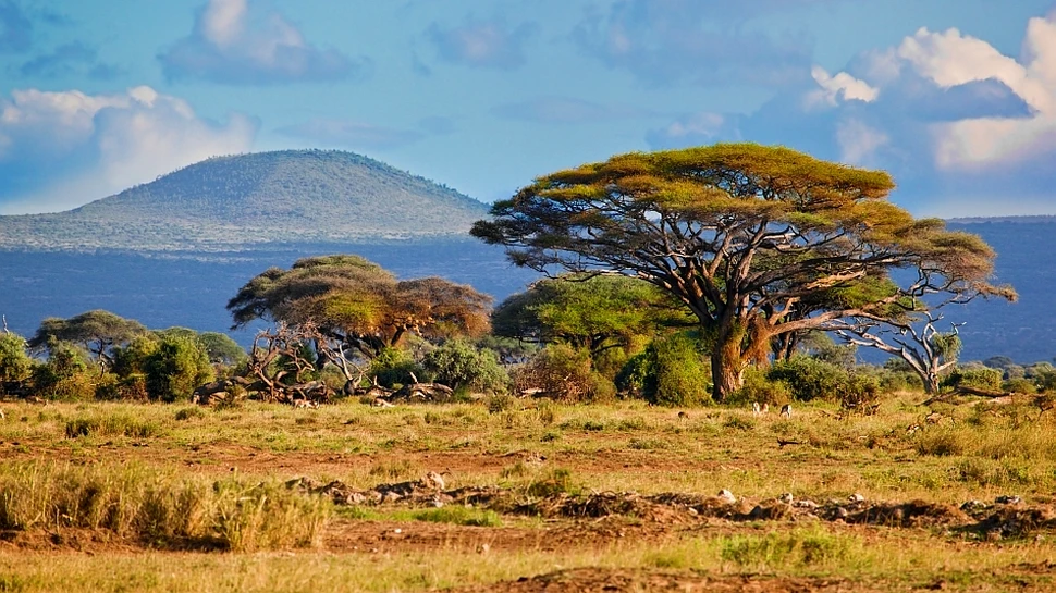 Şiretenia arborilor: cum devin furnicile sclavele lor?