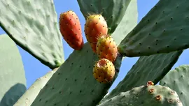 Planta de cactus ar putea revoluționa „combustibilul viitorului”