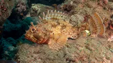 Omenirea, aproape de un obiectiv major cu privire la biodiversitatea globală