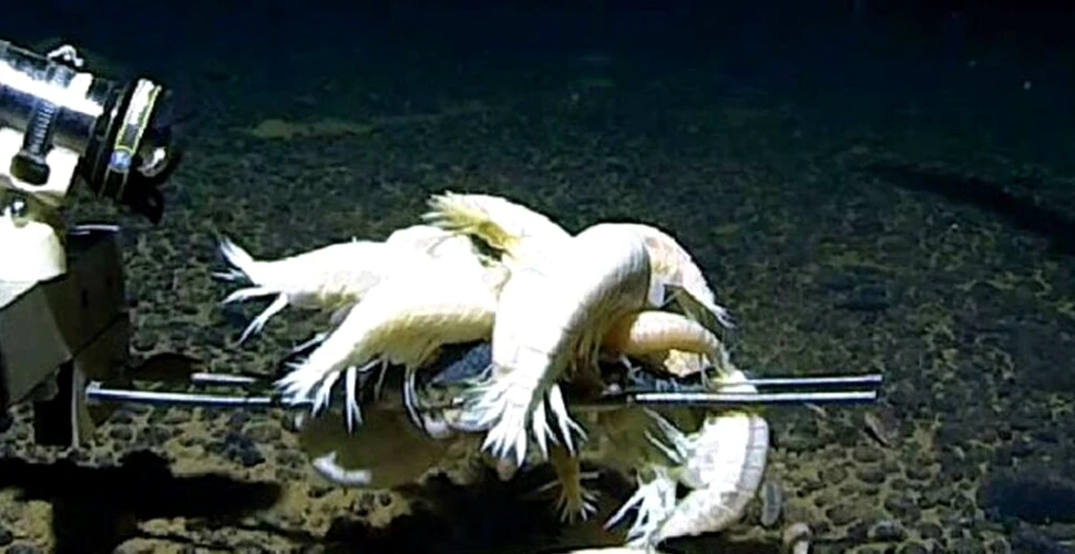 Un crustaceu uriaș populează mai bine de jumătate dintre oceanele lumii