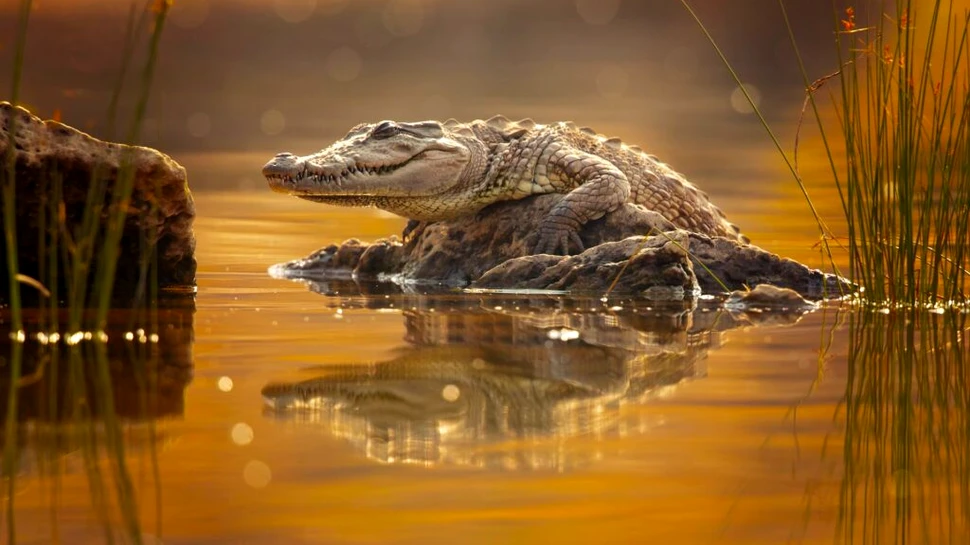 Ultimul crocodil cunoscut din Europa a trăit în Spania acum 4,5 milioane de ani