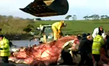 O balena esuata provoaca disputa intre doua sate irlandeze