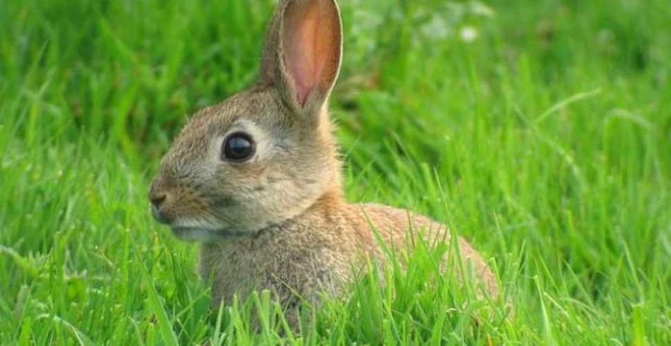 Suedezii produc energie termica din iepuri