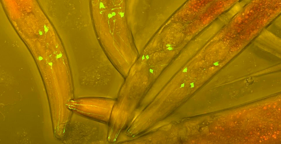 ”Moartea de aur”, noua specie de bacterie care consumă viermii paraziţi din interior