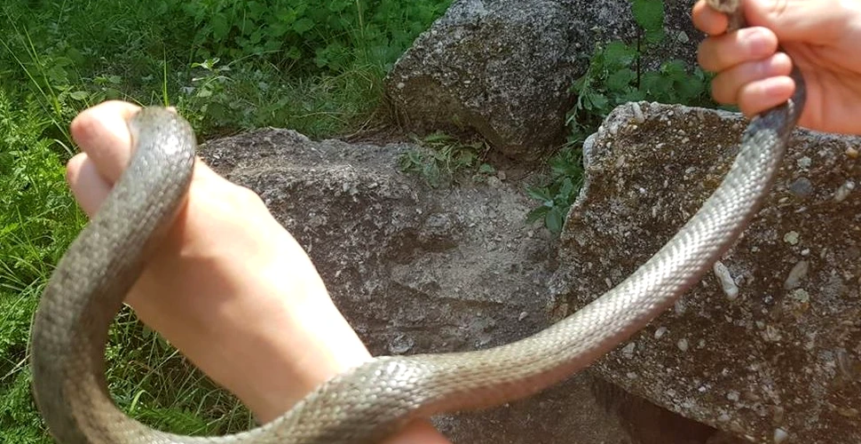 Şarpele găsit în Cişmigiu, mutat în Parcul Natural Văcăreşti. GALERIE FOTO
