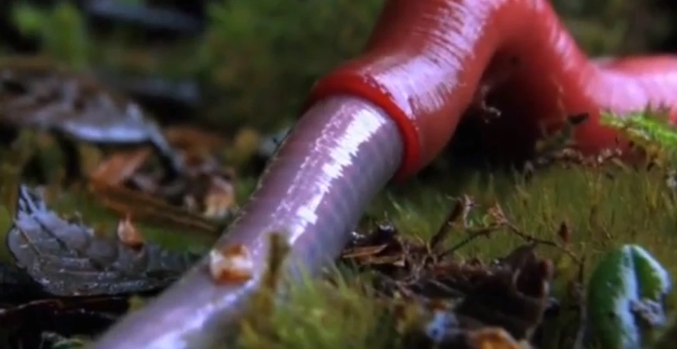 Momentul în care un vierme gigant este înghiţit de viu de o lipitoare uriaşă (VIDEO)