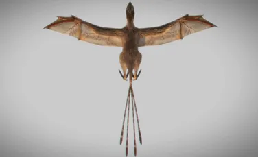Descoperirea unei fosile de dinozaur asemănătoare liliacului oferă detalii neştiute depre evoluţia păsărilor