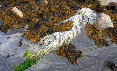 Deșeurile de plastic găsite în Arctica provin de la toate țările lumii