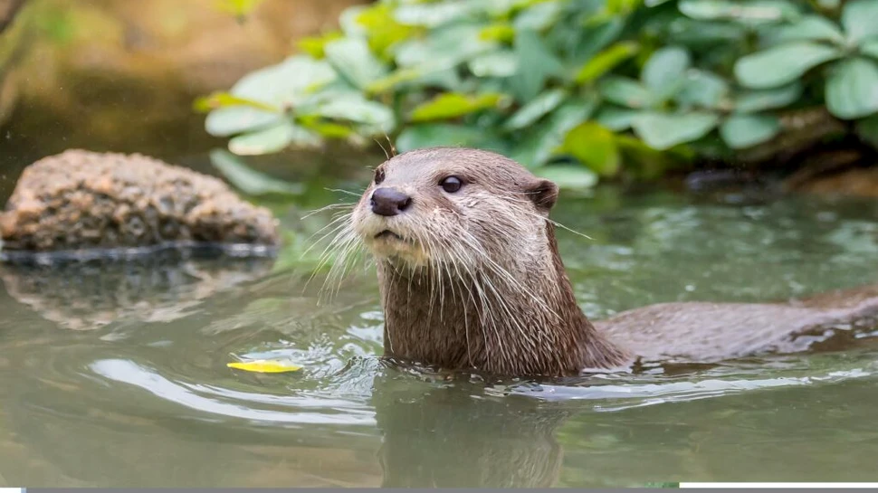Cea mai mică specie de vidră din lume a fost redescoperită în Nepal după 185 de ani