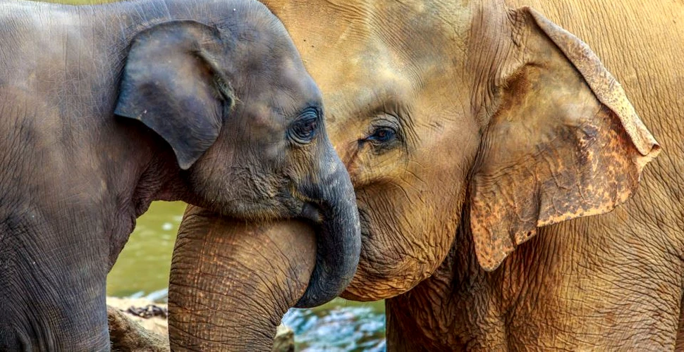 A fost descoperită gena ce îi ajută pe elefanţi să nu dezvolte cancer