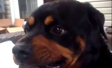 Imagini amuzante: Câinele care se strâmbă la comandă – VIDEO