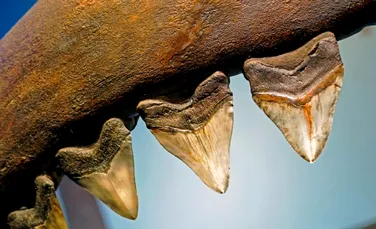 Un băiat de 8 ani, aflat în vacanță cu familia, a găsit un dinte uriaș de Megalodon