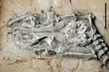 Ce dezvăluie cele mai vechi fosile de piton descoperite vreodată