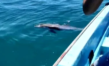 Urmările dezastrului ecologic din Mauritius. Un delfin încearcă cu disperare să-și salveze puiul